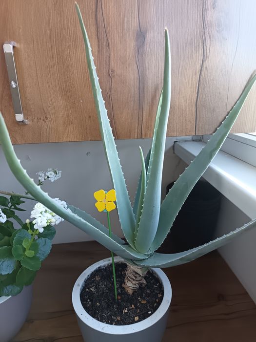 Продам алое вера более 5 лет