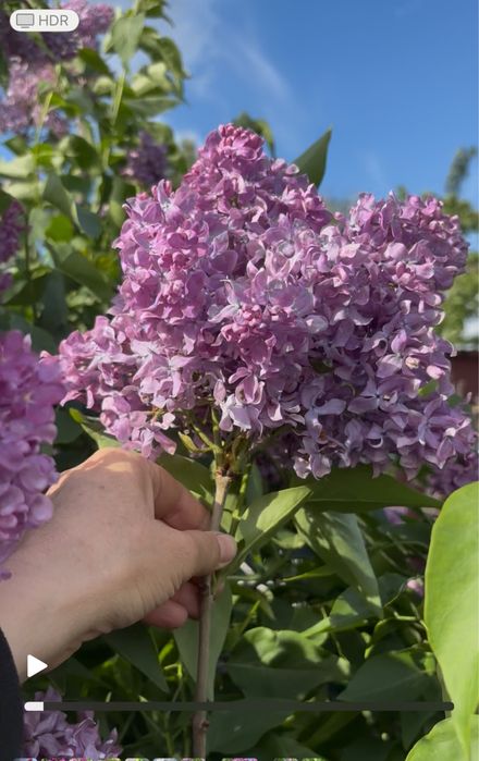 продам саженцы сирени