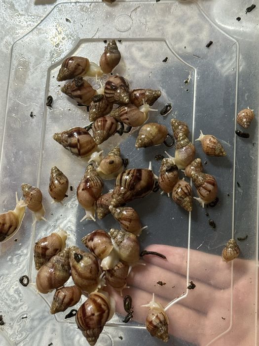 Ulitkalar sotiladi rodashka va fulikalar