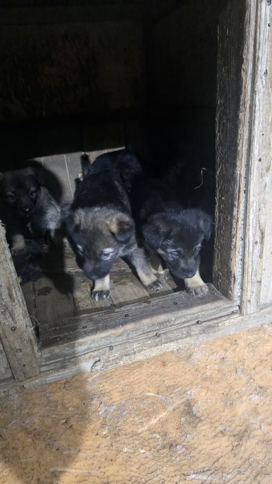 Отдам щенят добрым людям