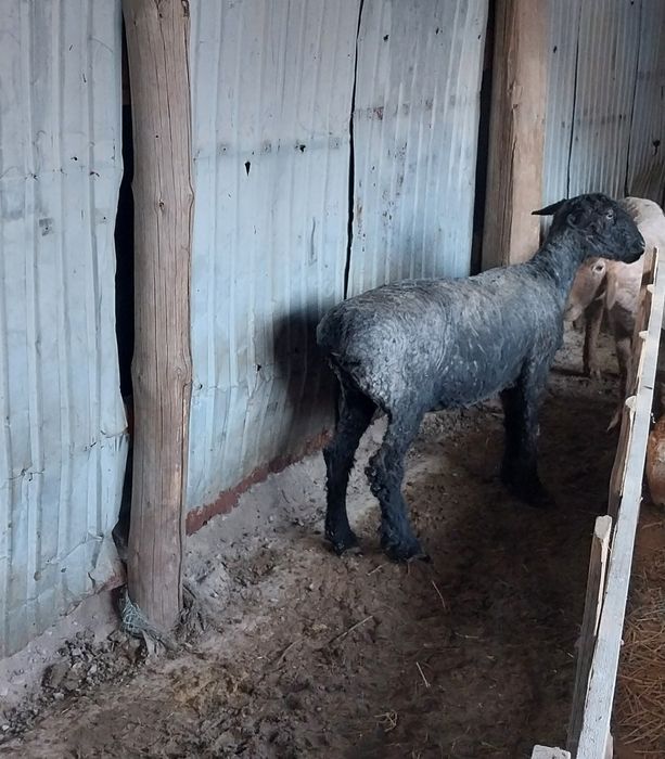 Қой сатылады семіз