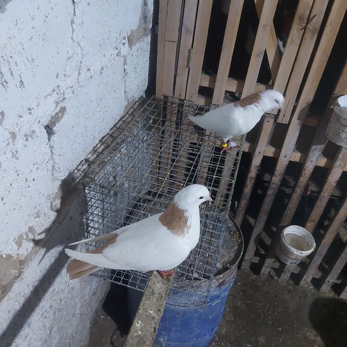 Желташейки пара гатовый