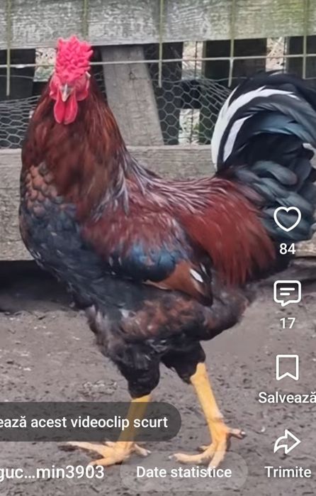 Cocos taranesc cu creasta batuta - exemplar deosebit