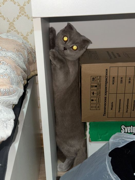 шотландская кошка вислоухая