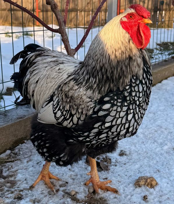 Schimb următoarele păsări cu găini tinere  de țară