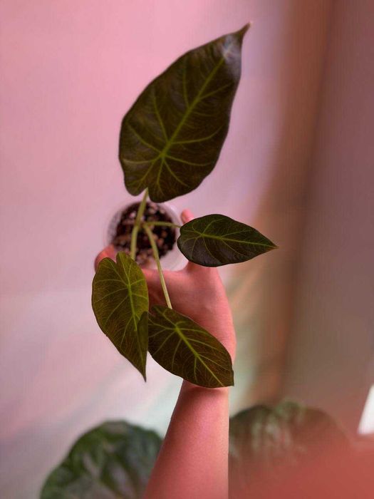 Алоказия Регал Шилдс