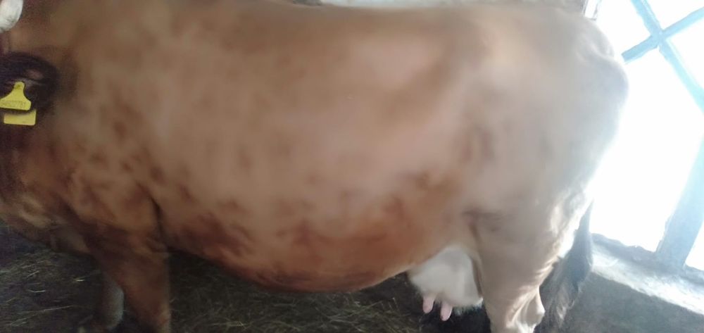 Продам корову и телёнка