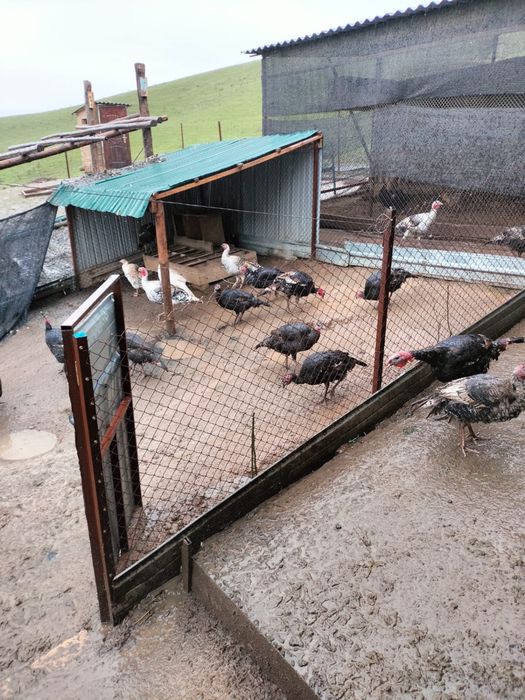 Индюки/түйетауық