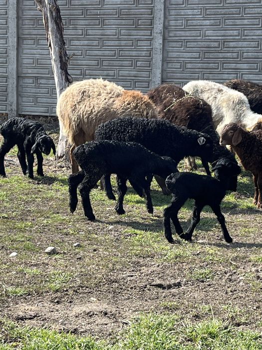 1 бас ұрғащы қозы сатылады