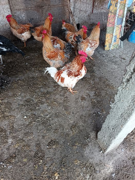 Păsări  cocoș mari