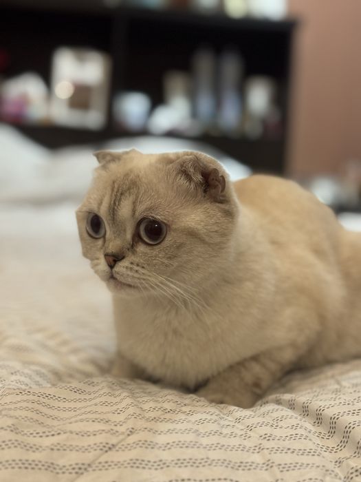 Отдадим кошку в добрые руки