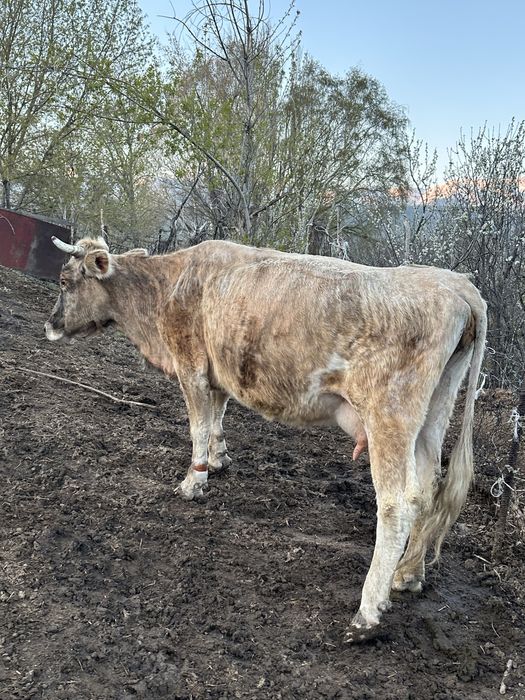 Бұзаулы сиыр сатамын