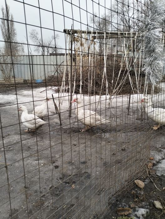 Продаются утки 5штук
