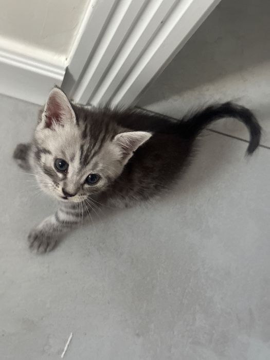 Котята скоттиш страйт