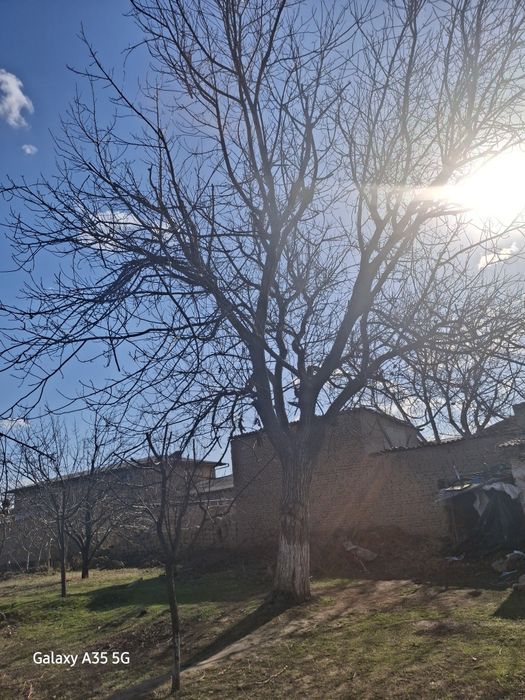 1000 ming sum katta yongoq daraxt oladiganlar uchun kelishamiz