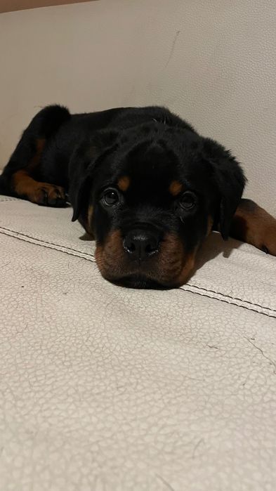 Чистокръвно Ротвайлерче