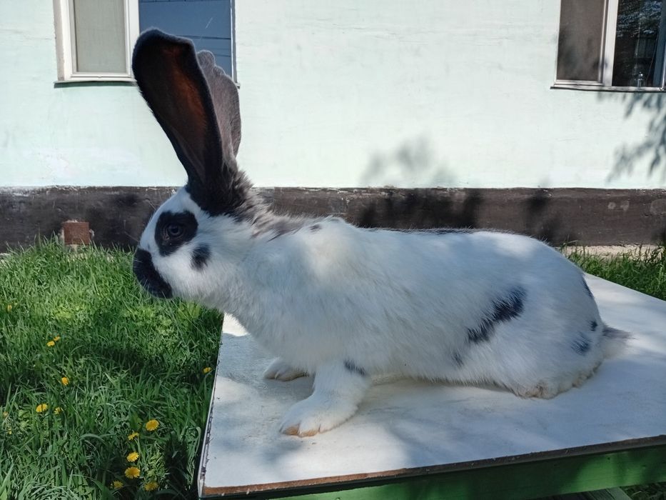 Продам кроликов породы НПВ (Строкач)