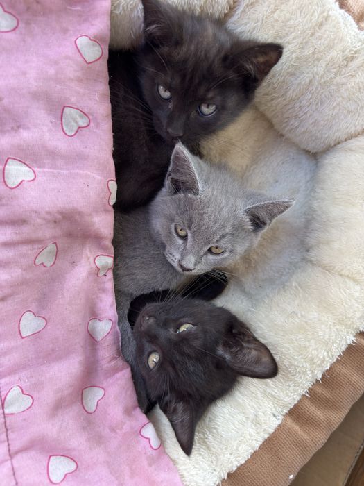 Котята отдам в любящие семьи