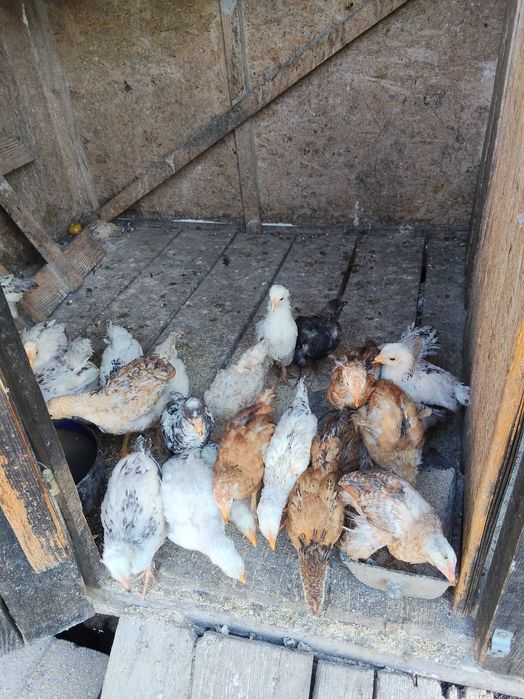 Puii de Casă.Au in jur de 2 luni