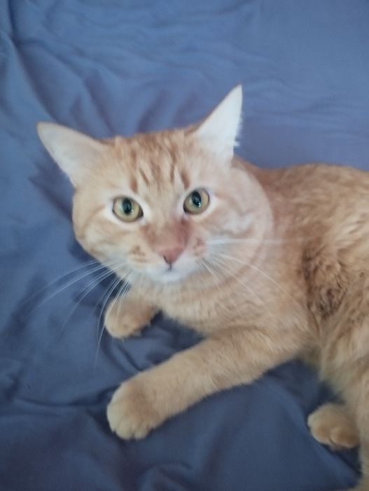 Подарю котенка MR GRI