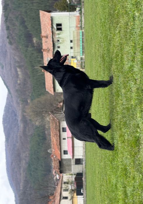 Mascul ciobănesc german