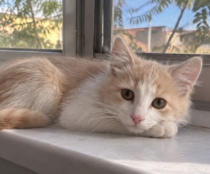 Котенок мальчик бесплатно