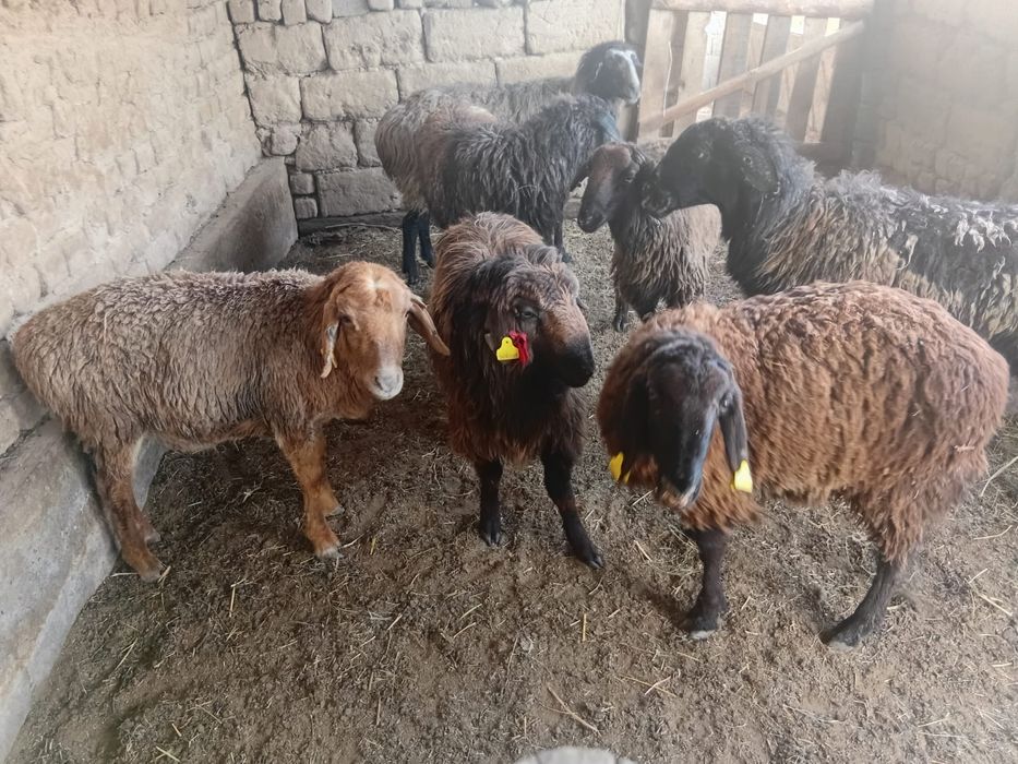 Шаруа қошқарлар  бар