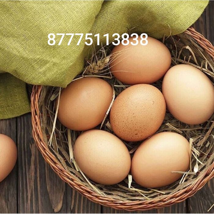 От кур черных яйца на лечение пишите