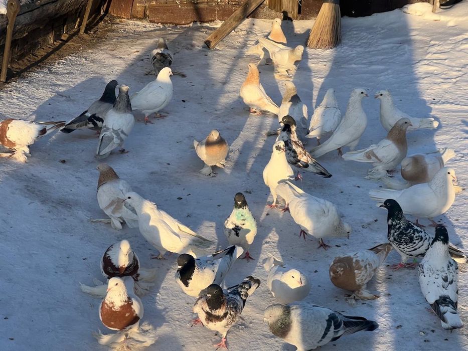 Продам голубей бакинцы