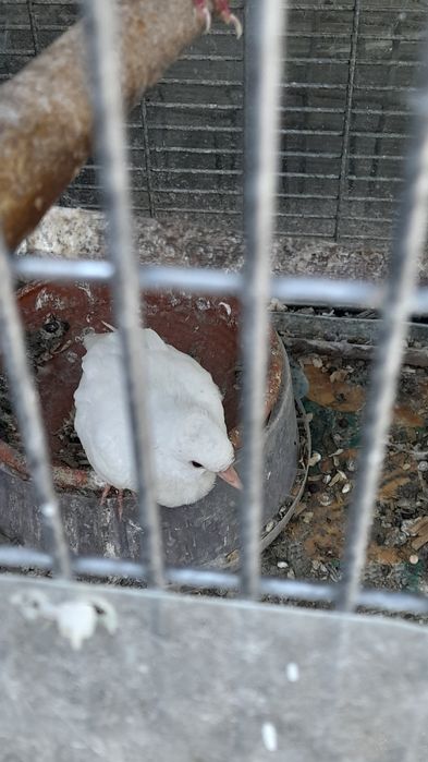 Vând 9 turturele tinere