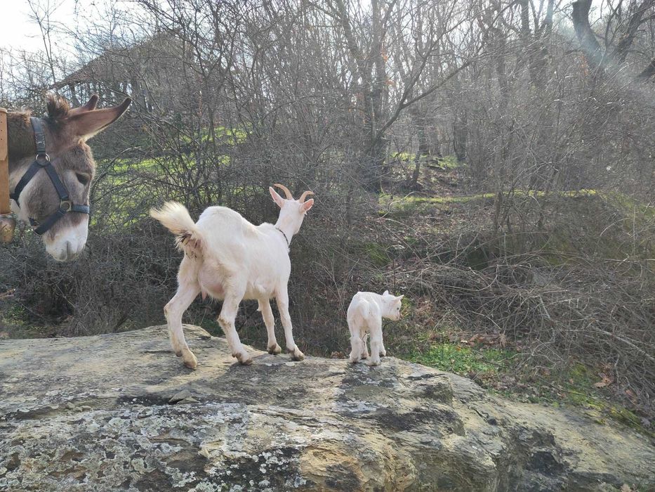 Продавам 6 бели млечни кози бременни/с яре
