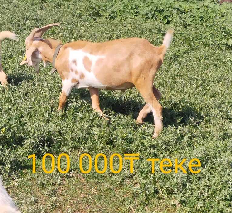Пародисты тушалар бар