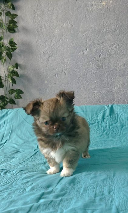 Чихуахуа момченца