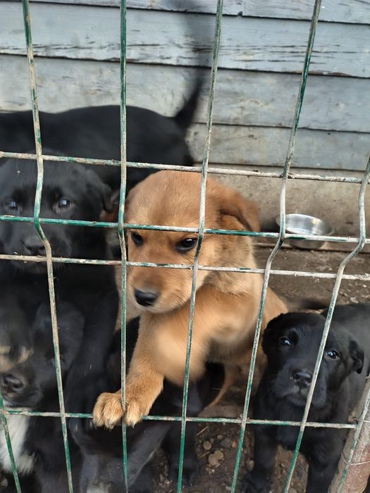 Donez 2 cățelușe rasa Ciobanesc ,cu  Rotvailer