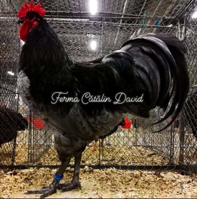 Oua incubat Australorp Negru Albastru Splash