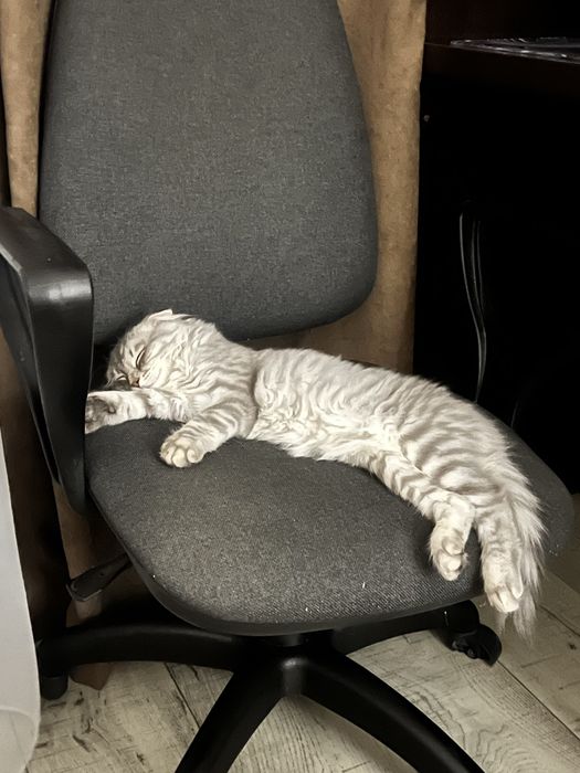 Продам шотландского котёнка