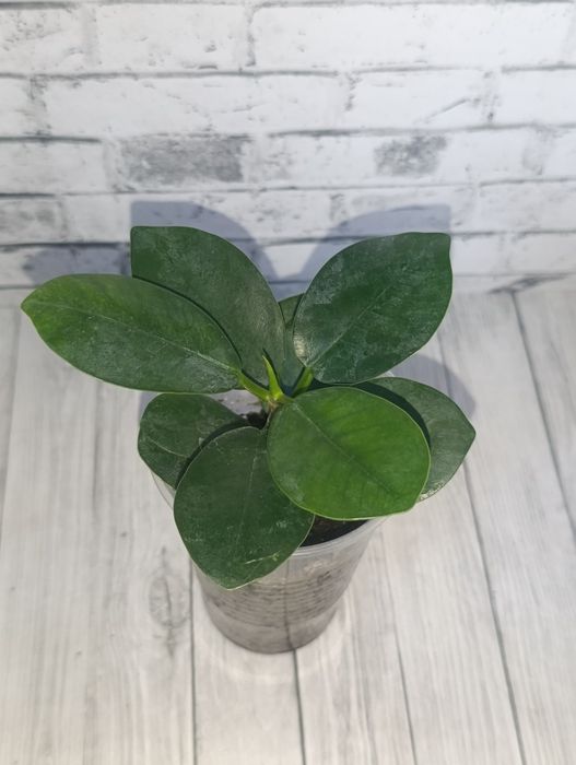 Продам Фикусы сортовые.