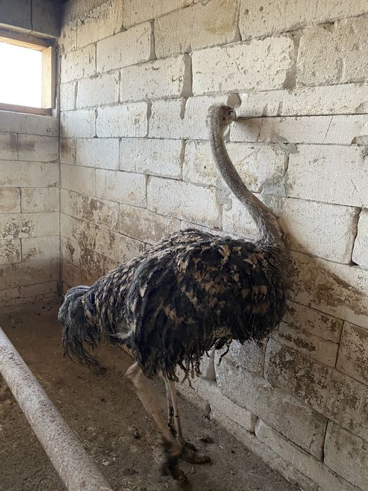 Struț africannnn