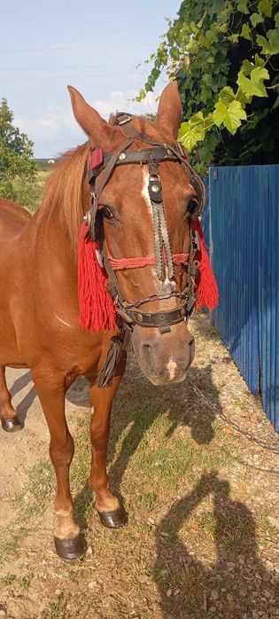 Iapă blândă și cuminte