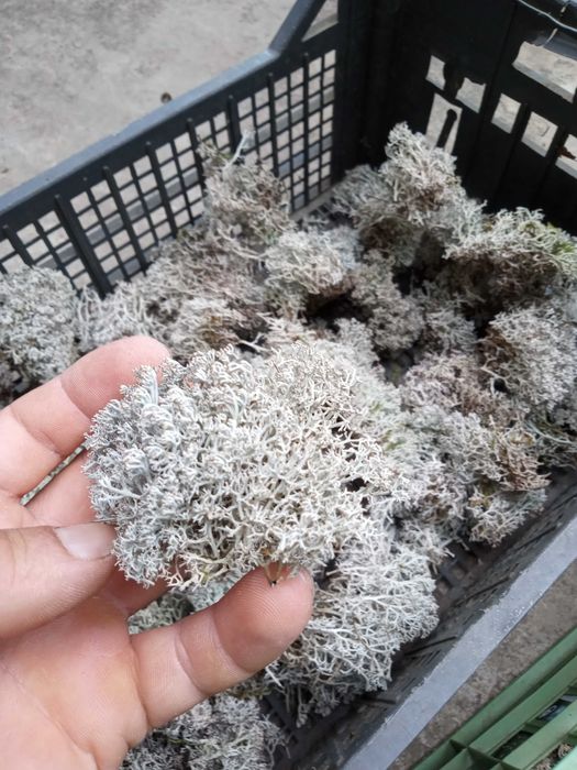 Lichen de prun Evernia prunastri/Lichen de piatra/Lichenul renilor