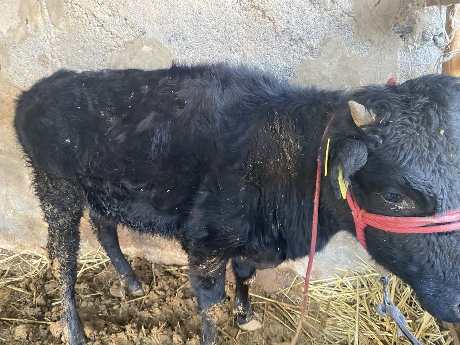 Кашар сатылады….