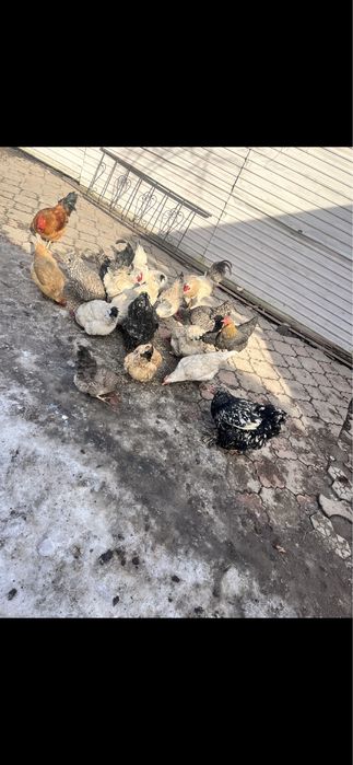 Инкубационное яйцо