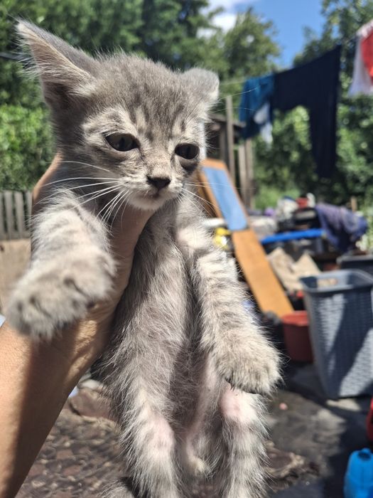 Котята отдам в хорошие руки
