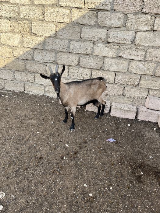Шех парода сүтті ешкі