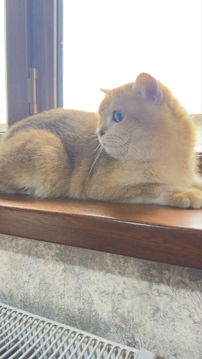 Чистокровные британская шиншила вокрас золота и серебро. ВЯЗКА