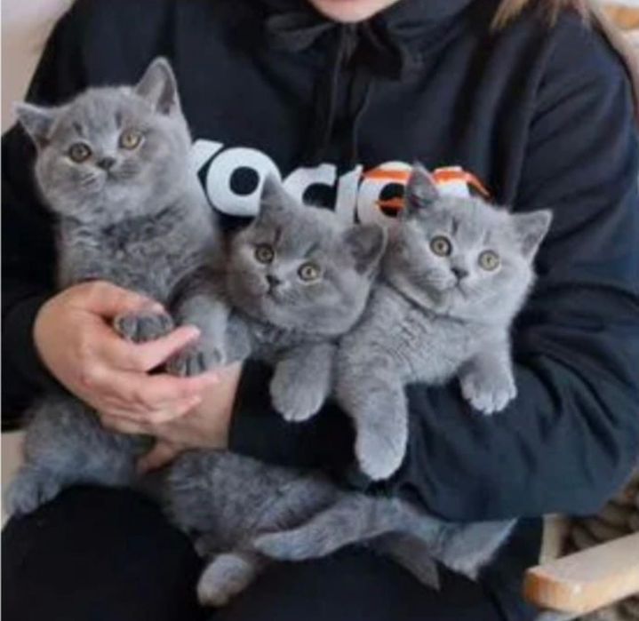 Чистокровные британские котята!