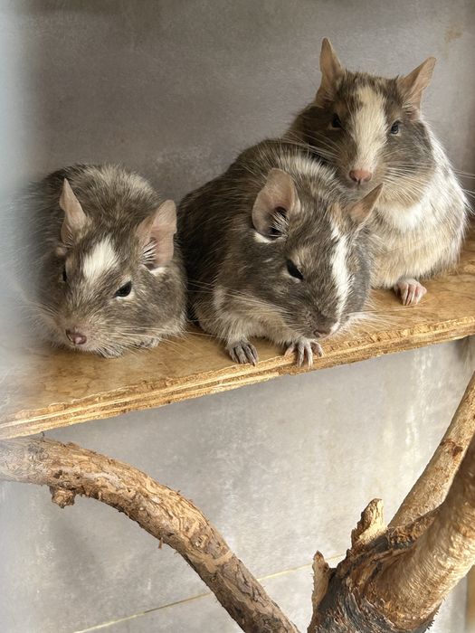 Căutăm o familie iubitoare pentru cei 4 degu ai noștri!