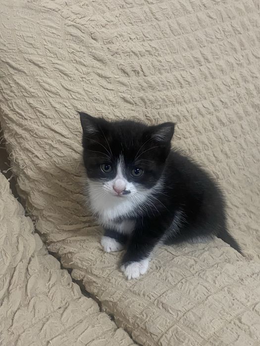 отдам в хорошие руки котят