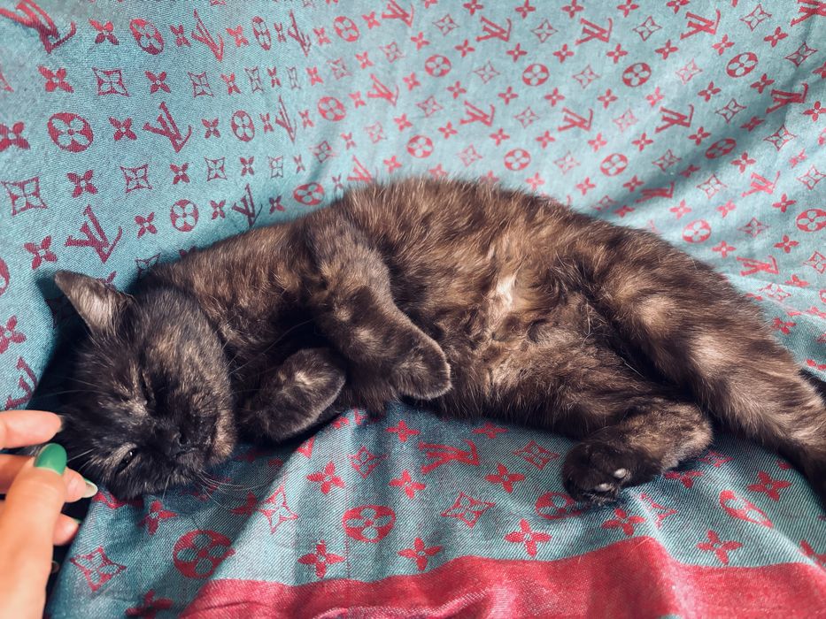 Кошка стерилизованная