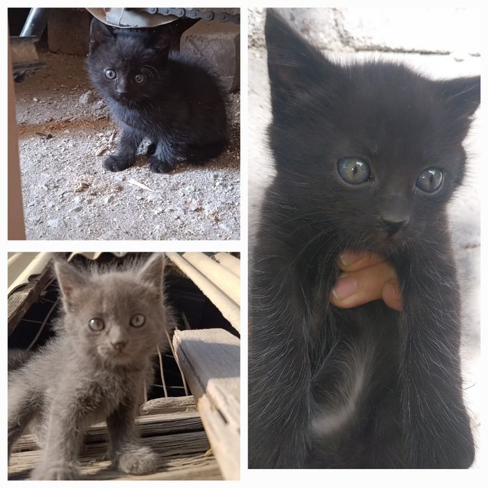 Одтам котят хорошие руки.